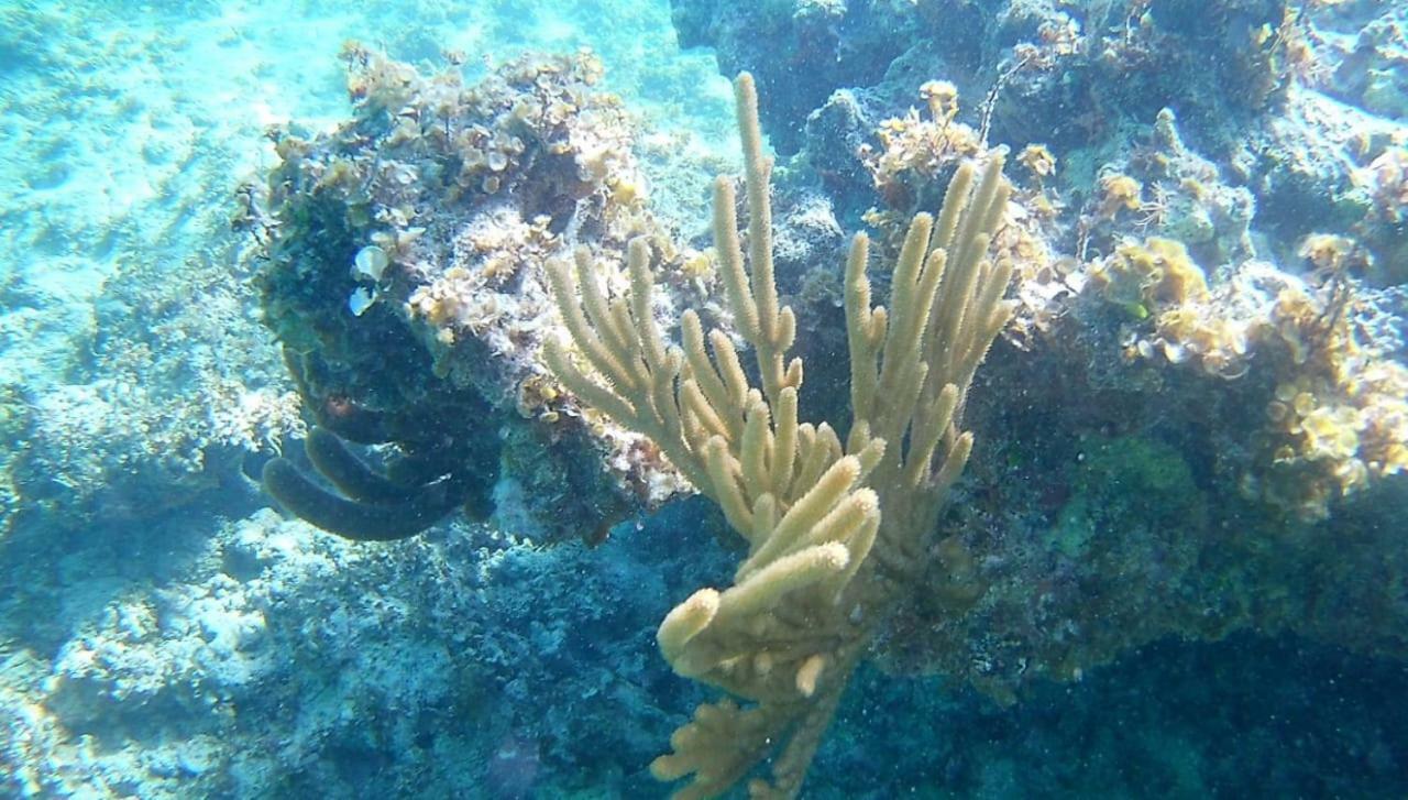 Rolando Share Apart Punta Cana Eksteriør bilde